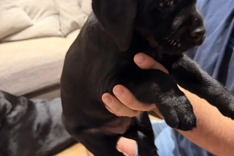 Labrador Retriever