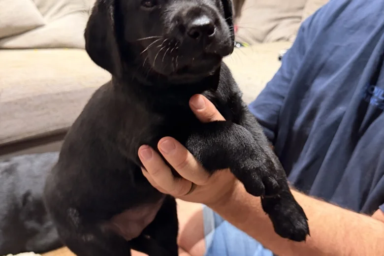 Labrador Retriever