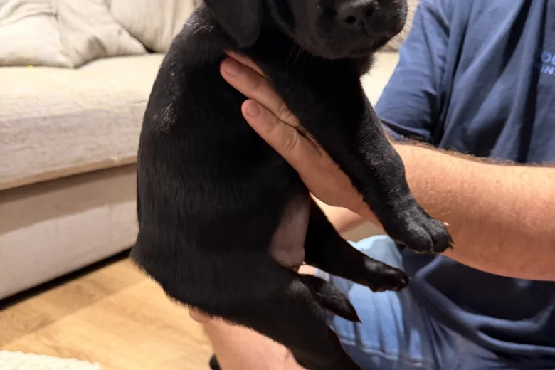 Labrador Retriever