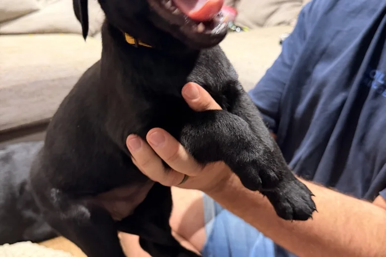 Labrador Retriever
