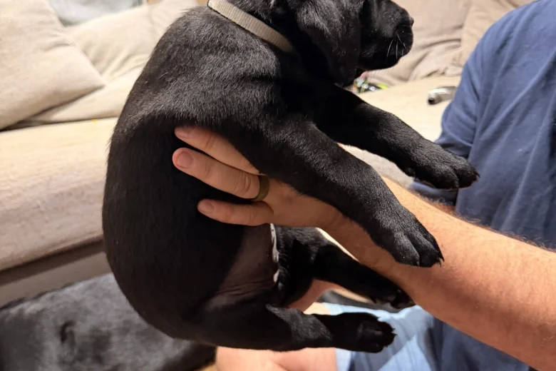 Labrador Retriever