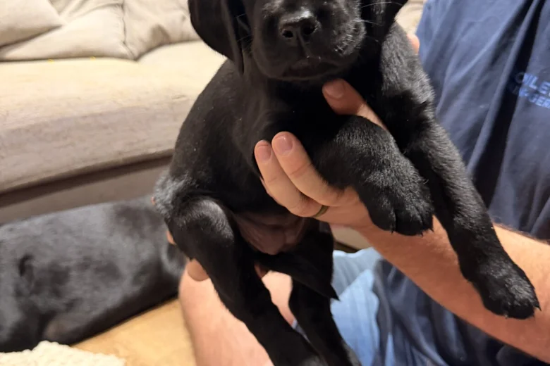 Labrador Retriever
