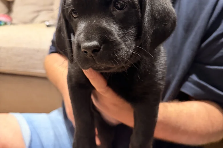 Labrador Retriever