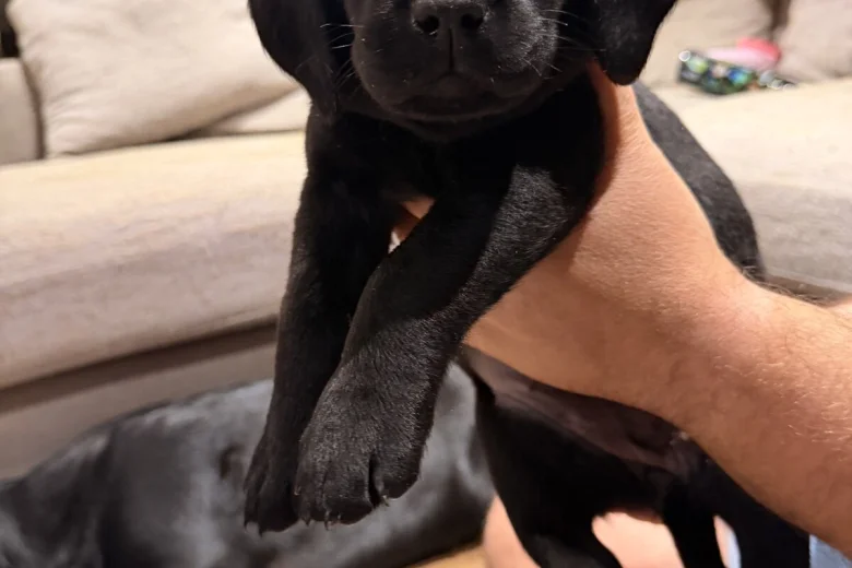 Labrador Retriever