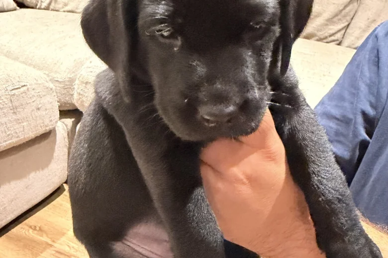 Labrador Retriever