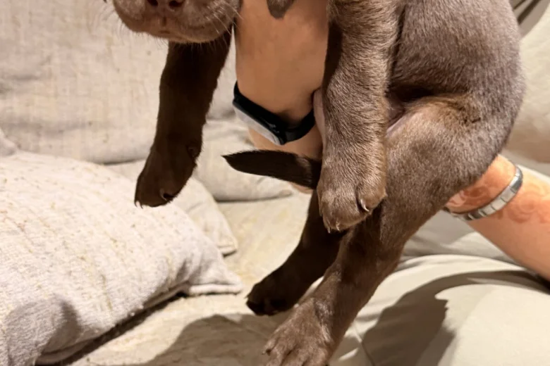 Labrador Retriever