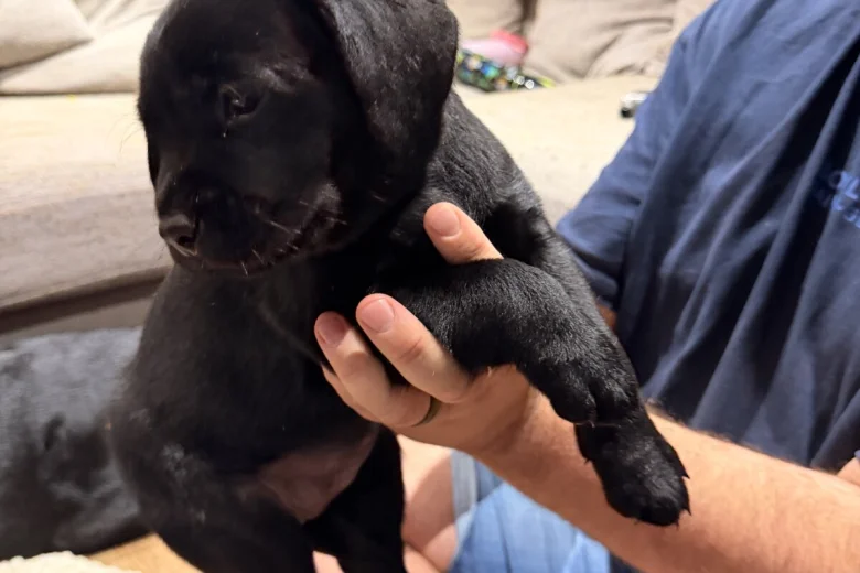 Labrador Retriever