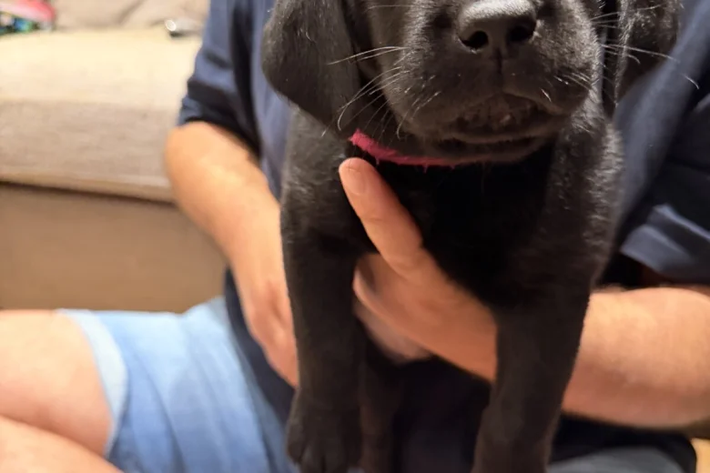 Labrador Retriever