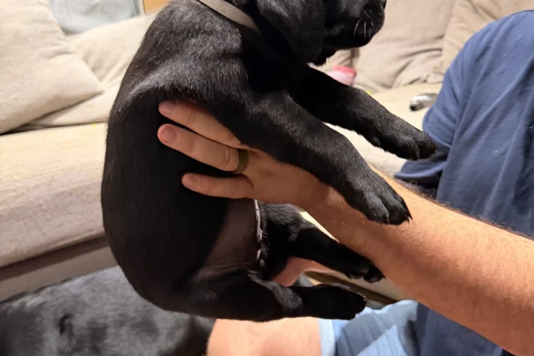Labrador Retriever