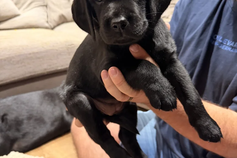 Labrador Retriever