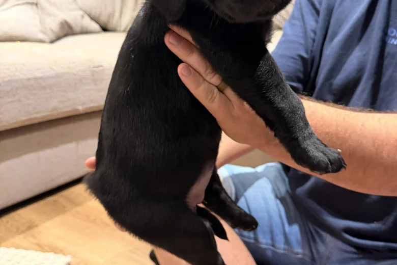 Labrador Retriever