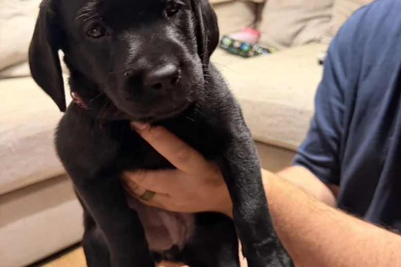 Labrador Retriever