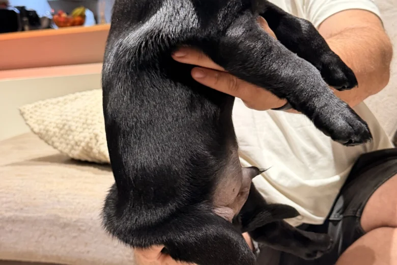 Labrador Retriever