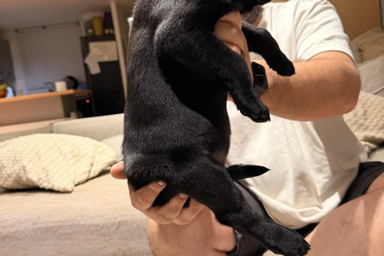 Labrador Retriever