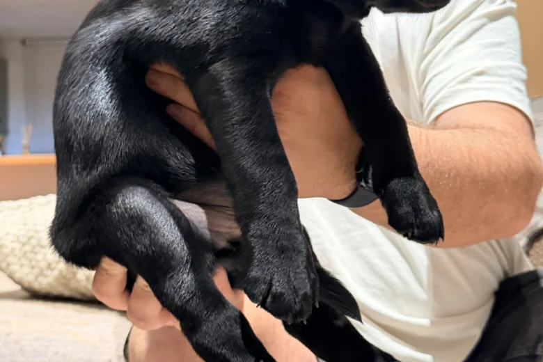 Labrador Retriever