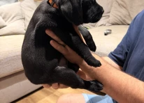 Orange Collar