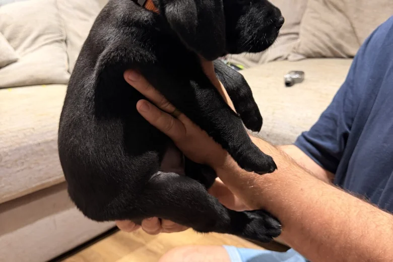 Labrador Retriever