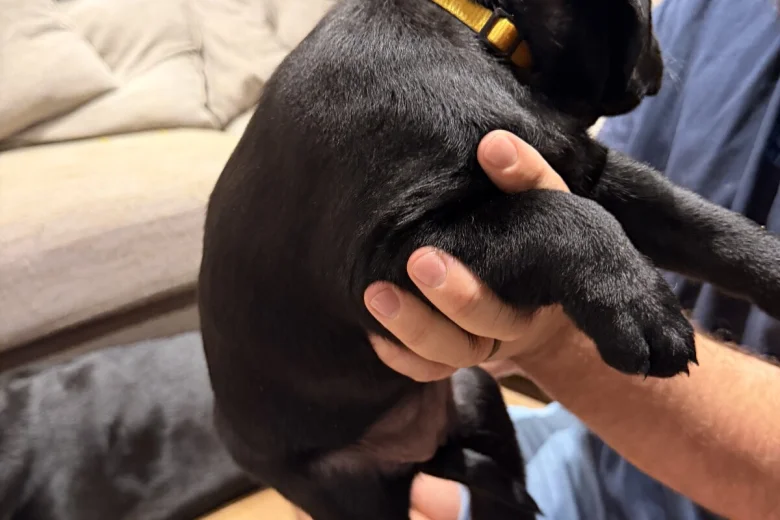 Labrador Retriever