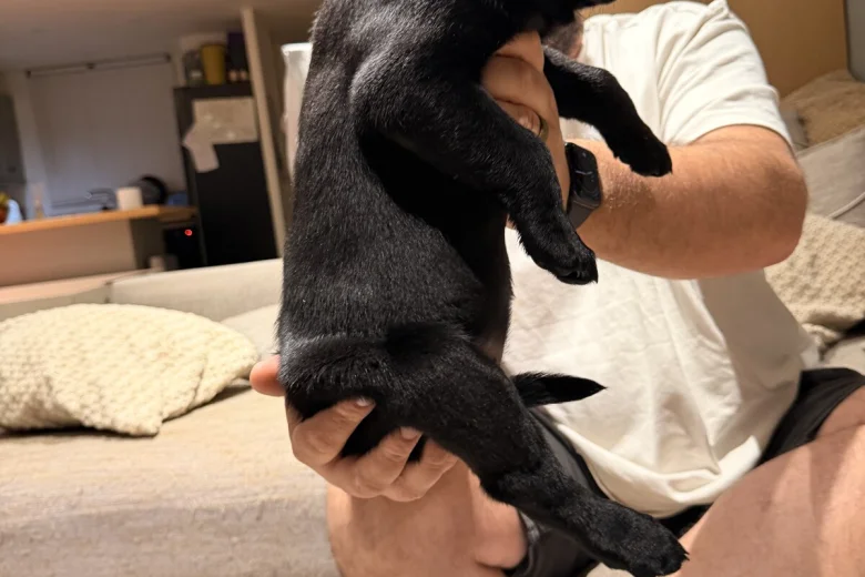 Labrador Retriever