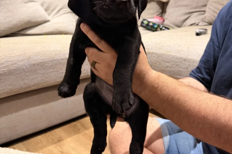 Labrador Retriever