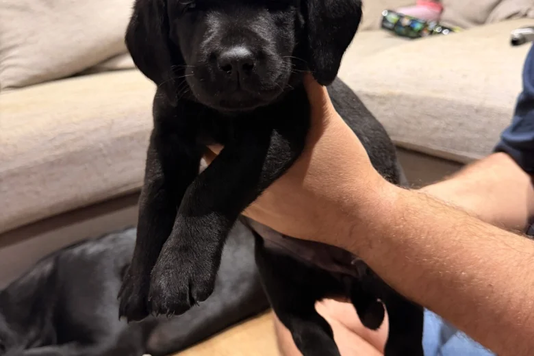 Labrador Retriever