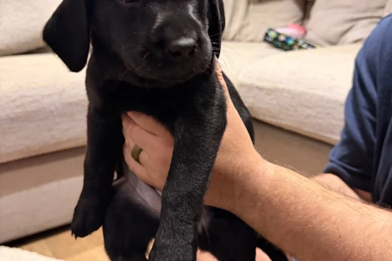 Labrador Retriever