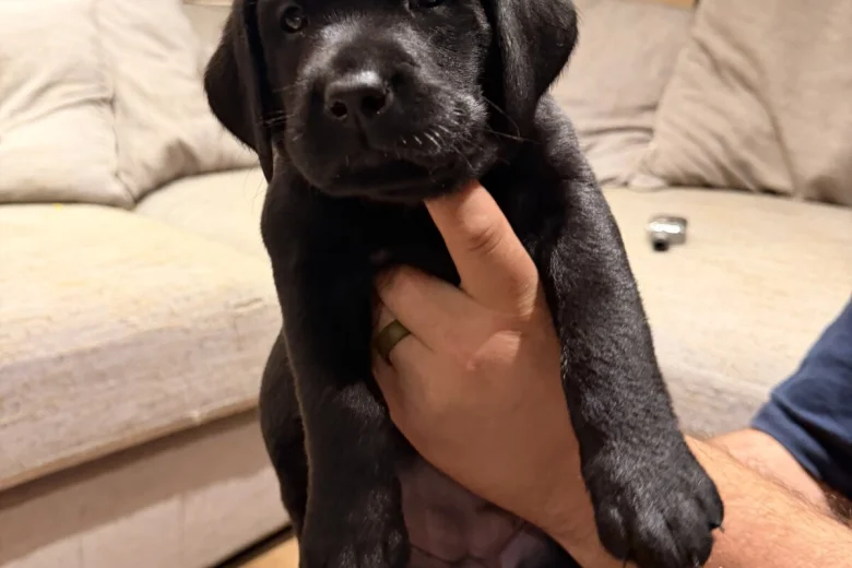 Labrador Retriever