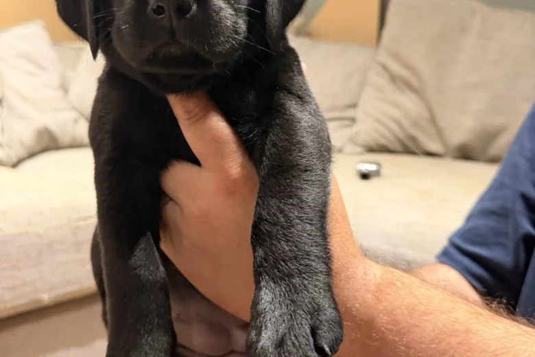 Labrador Retriever