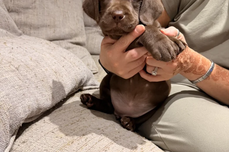 Labrador Retriever