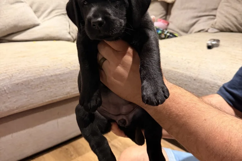 Labrador Retriever