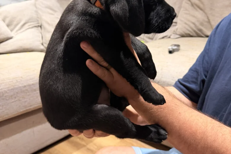 Labrador Retriever
