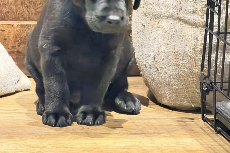 Labrador Retriever