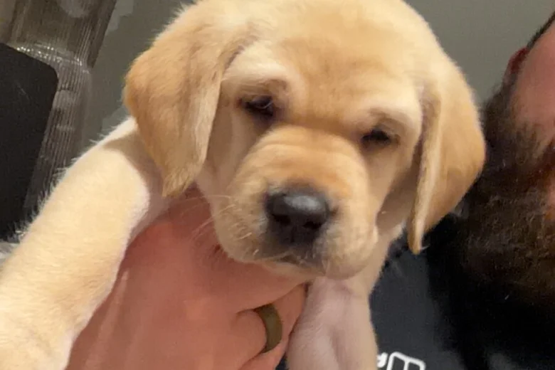 Labrador Retriever