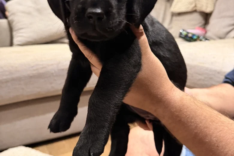 Labrador Retriever