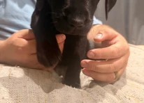 Red Collar