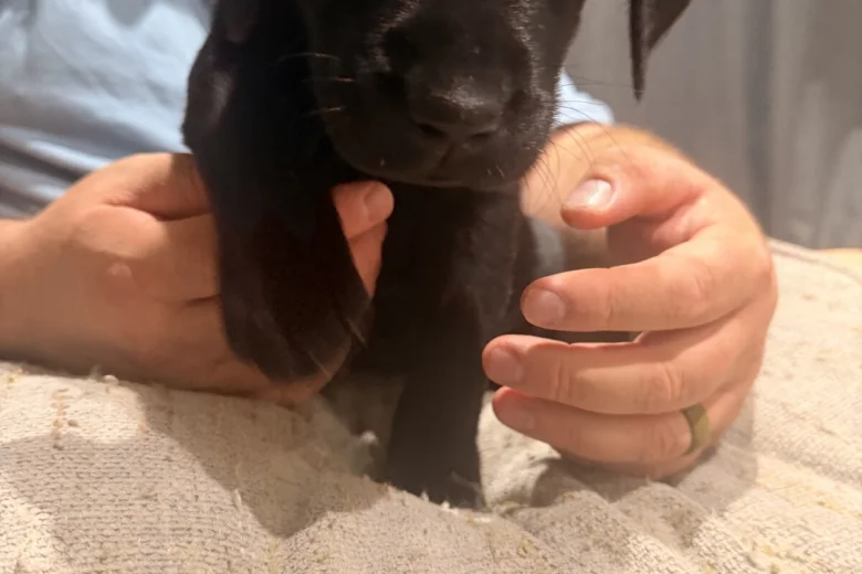 Labrador Retriever
