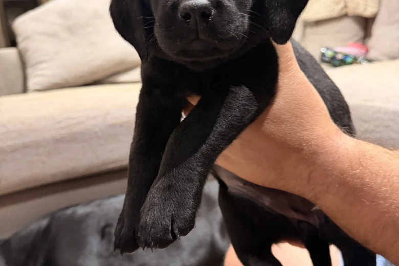 Labrador Retriever