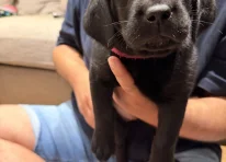 Dark Pink Collar
