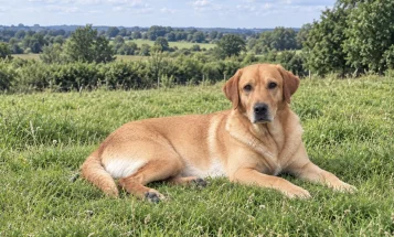 Labrador Retriever