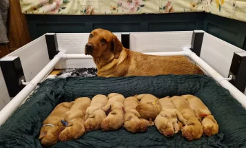 Labrador Retriever