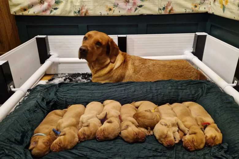 Labrador Retriever