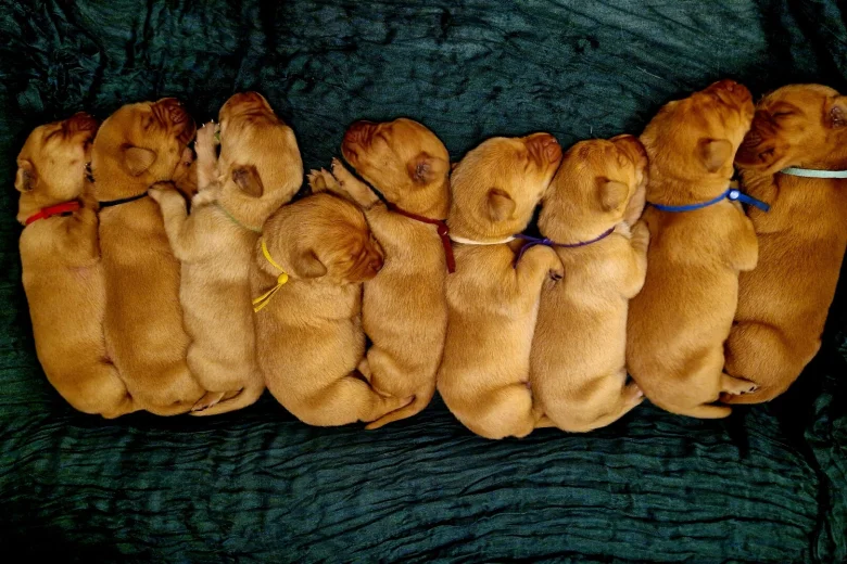 Labrador Retriever