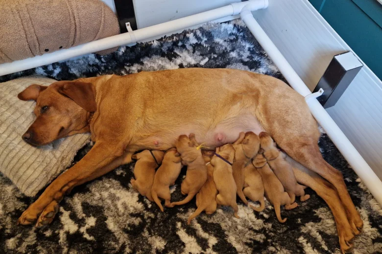 Labrador Retriever