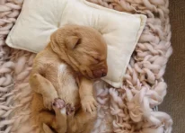 Puppy 1