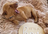 Puppy 2