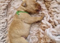 Puppy 3