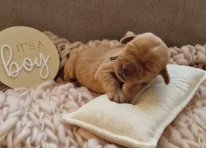 Puppy 4