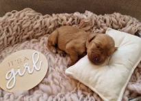 Puppy 5