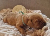 Puppy 6