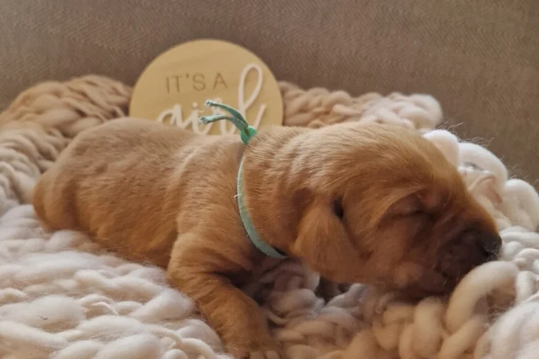 Labrador Retriever